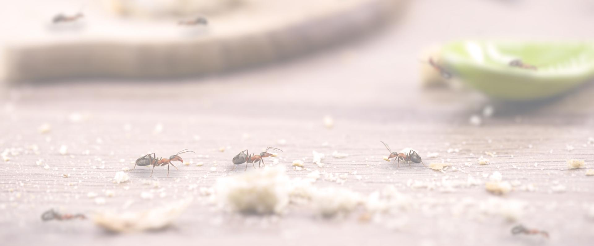 Mrówki na stole