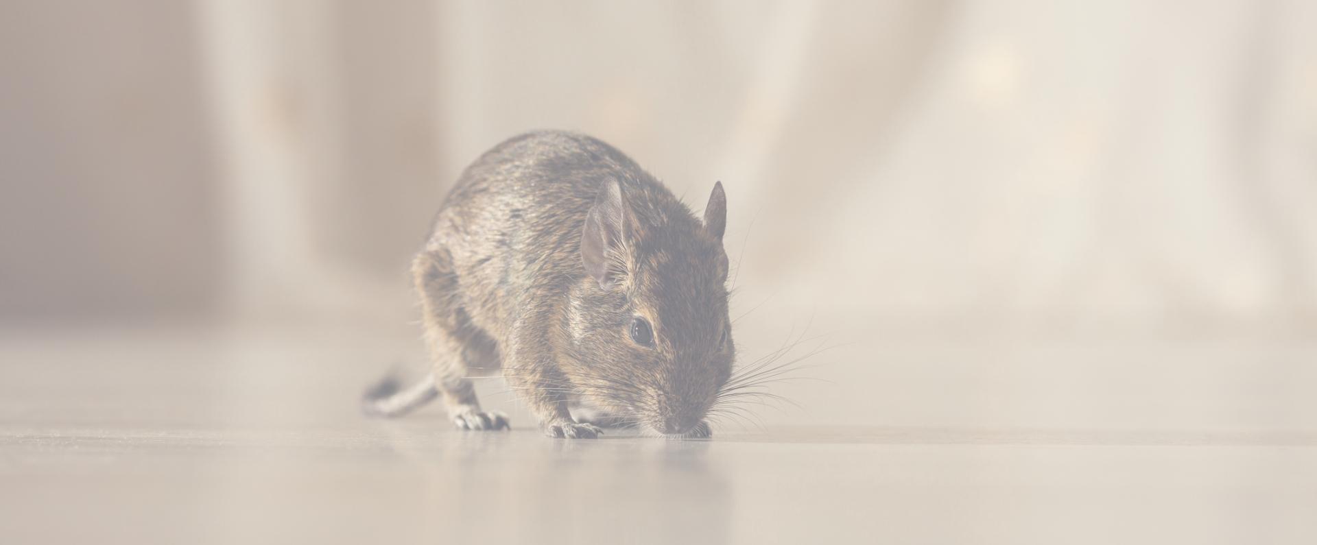 brązowy szczur z czarnymi oczami